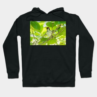 Red-crested cardinal of hawaii Hoodie